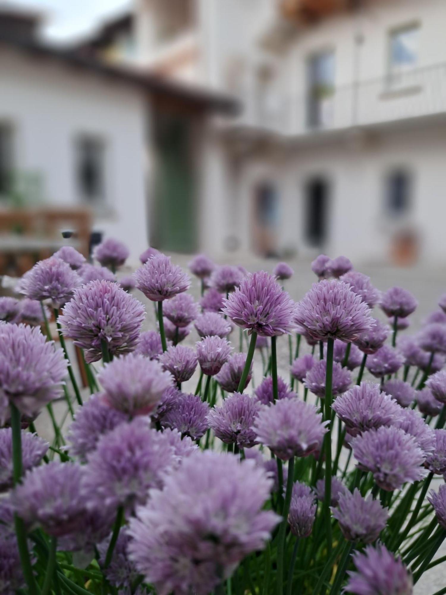 B&B Il Cortile Soriso Esterno foto